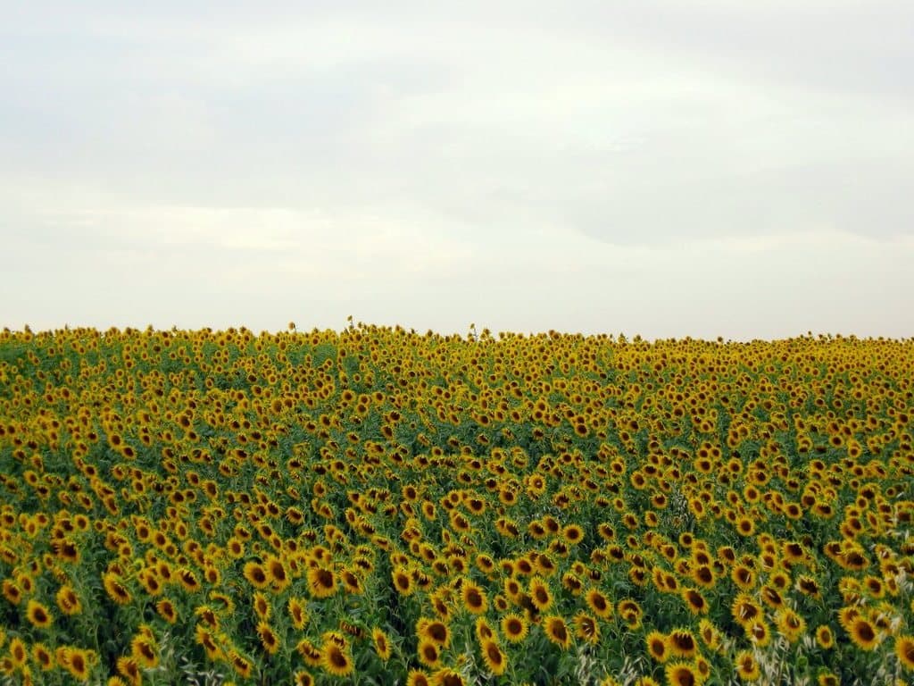 Ayçiçeği
